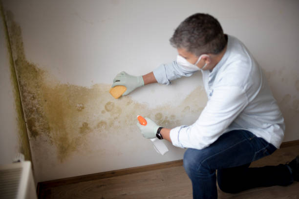  Nahunta, GA Mold Removal Pros